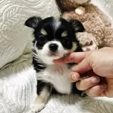 チワワ(ロング)