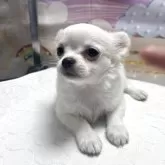 チワワ(ロング)