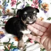 チワワ(ロング)