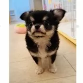 チワワ(ロング)