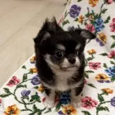 チワワ(ロング)