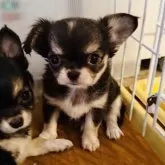 チワワ(ロング)【福岡県・男の子・2025年10月9日・ブラック&ホワイト】の写真1「甘々なお顔のぼくちゃん💖」