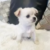 チワワ(ロング)