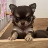チワワ(ロング)【福岡県・男の子・2024年11月8日・チョコタン】の写真1「まんまるお顔で可愛い」