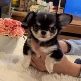 チワワ(ロング)