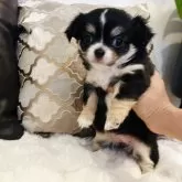 チワワ(ロング)