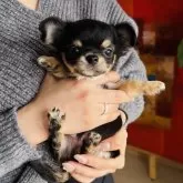 チワワ(ロング)