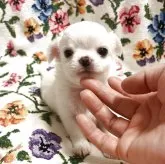 チワワ(ロング)