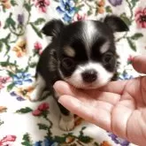 チワワ(ロング)