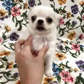 チワワ(ロング)