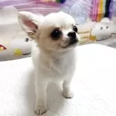 チワワ(ロング)
