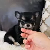 チワワ(ロング)