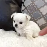 チワワ(ロング)