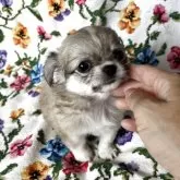 チワワ(ロング)