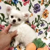 チワワ(ロング)