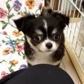 チワワ(ロング)【福岡県・女の子・2025年10月4日・ブラック&ホワイト】の写真2