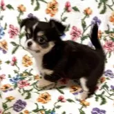 チワワ(ロング)【福岡県・女の子・2025年10月4日・ブラック&ホワイト】の写真3