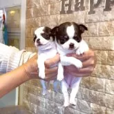 チワワ(スムース)【福岡県・女の子・2025年10月2日・パーティ】の写真8「2スムース女の子　姉妹💖」