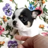 チワワ(スムース)【福岡県・女の子・2025年10月2日・パーティ】の写真5