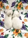 チワワ(ロング)【福岡県・男の子・2025年6月24日・華やかなホワイトカラー】の写真9「左　ホワイト&クリーム右　ホワイト(こちらです)」
