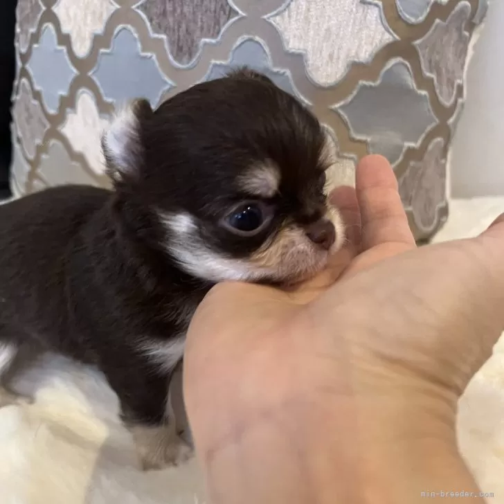 ID：2408-05571の子犬