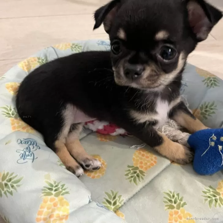 ID:2408-01867の子犬
