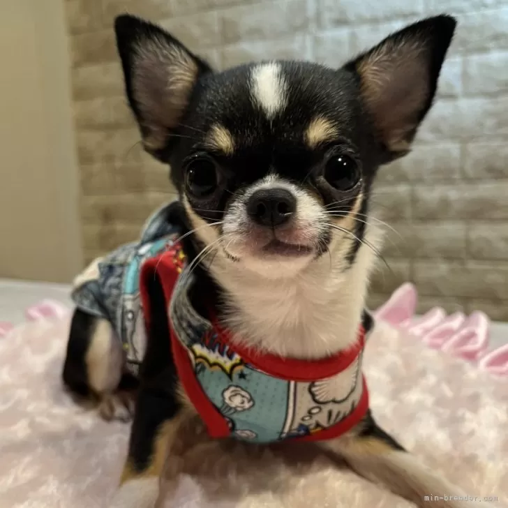 A.N 様のお迎えした子犬