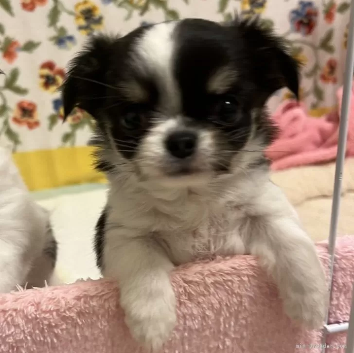 ID:2409-02276の子犬