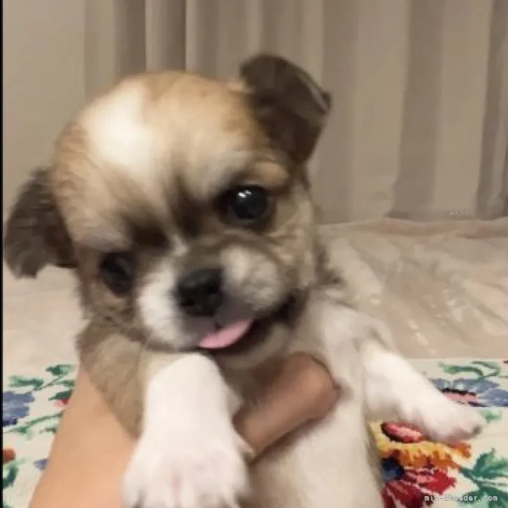 ID:2309-04210の子犬