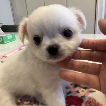 チワワ(ロング)【福岡県・男の子・2023年8月14日・ホワイト】の写真「真っ白なぼくちゃん❤️」