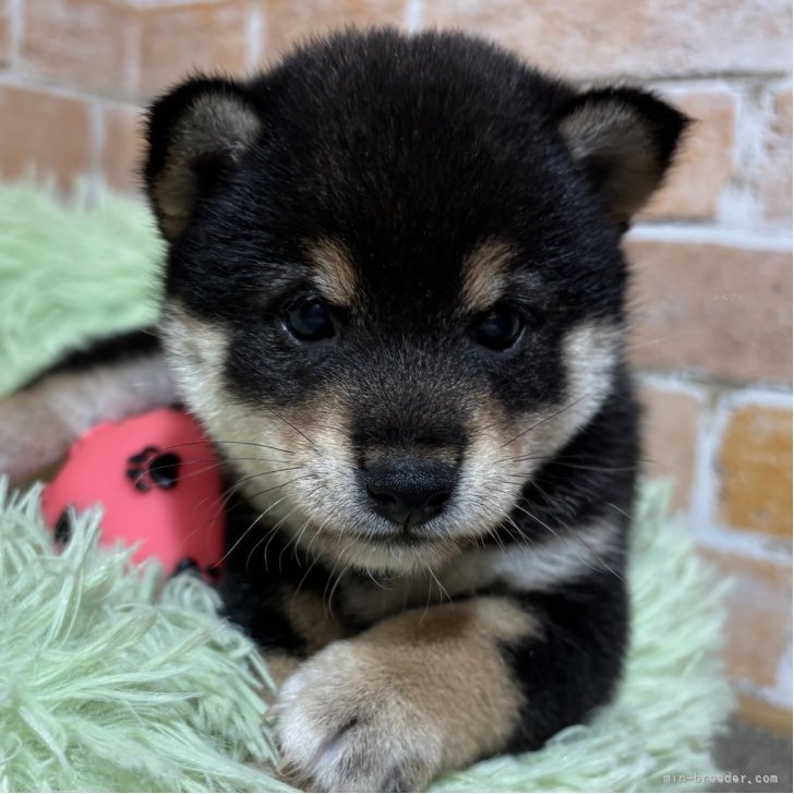 ブリーダー画像