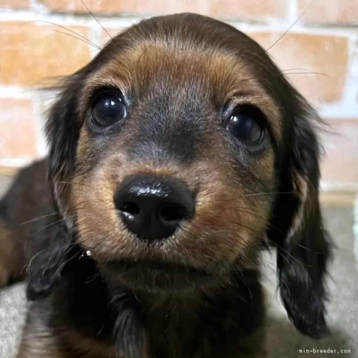ID:2410-07238の子犬