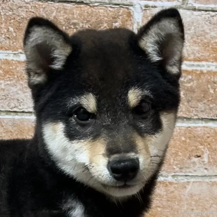 T.A 様のお迎えした子犬