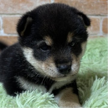 柴犬(豆柴)【奈良県・男の子・2025年9月25日・黒】の写真「両親GM1クリア」