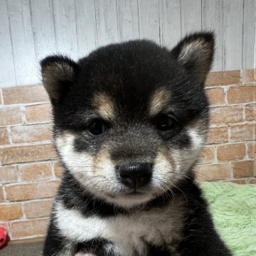 柴犬(豆柴)【奈良県・女の子・2025年2月23日・黒】の写真「両親GM1クリア」