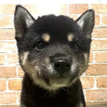 柴犬(豆柴)【奈良県・男の子・2024年9月10日・黒】の写真「両親GM1クリア　初回ワクチン込」