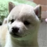 豆柴