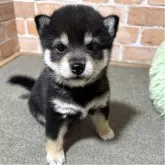 豆柴