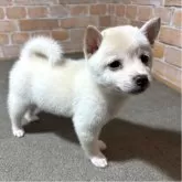 豆柴