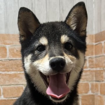 柴犬(豆柴)【奈良県・男の子・2024年4月2日・黒】の写真「両親GM1クリア」