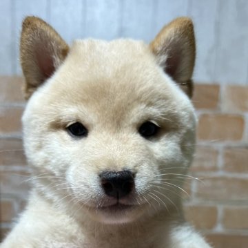 柴犬(豆柴)【奈良県・男の子・2024年8月21日・白】の写真「両親GM1クリア　初回ワクチン込」