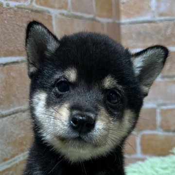 柴犬(豆柴)【奈良県・女の子・2024年8月15日・黒】の写真「両親GM1クリア 初回ワクチン込」