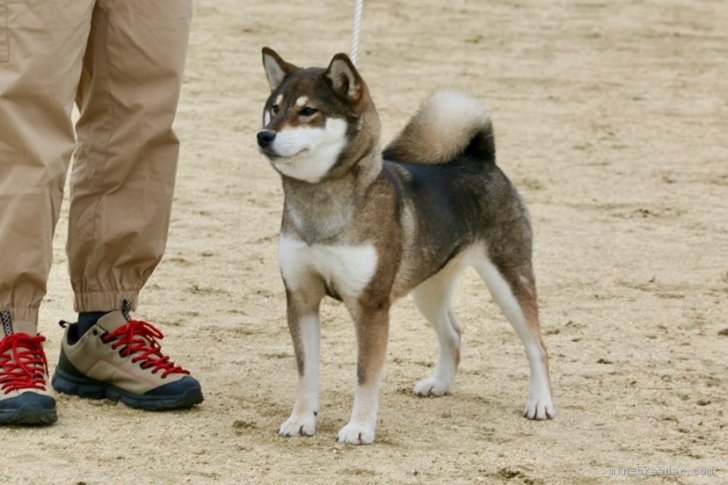 藤澤　光昭(ふじさわ　みつあき)ブリーダー(香川県・柴犬・日本犬保存会登録)の紹介写真1