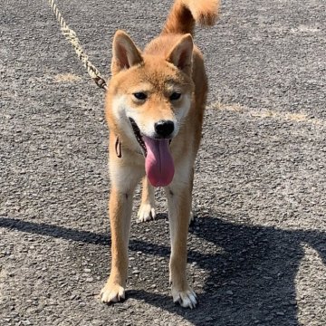 忍犬ハンゾー　ベーシックカラーと紅葉 忍犬ハンゾー 紅葉 - One up. Online Store
