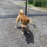 柴犬(豆柴)
