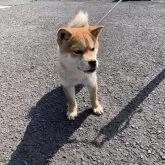 柴犬(標準サイズ)