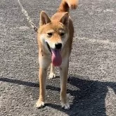 柴犬(標準サイズ)