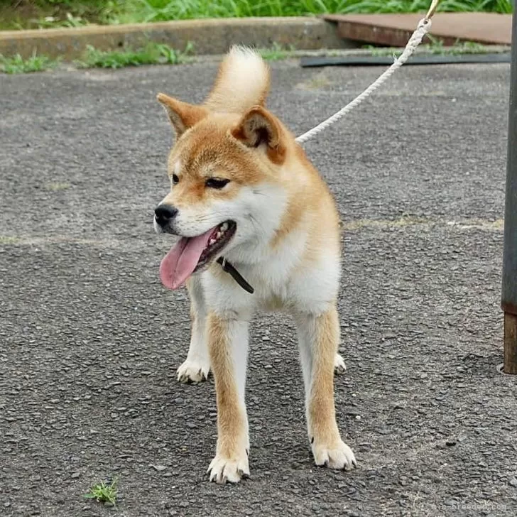 赤柴犬様×4 赤柴犬様×4