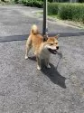 豆柴【香川県・女の子・2024年7月1日・赤毛】の写真5