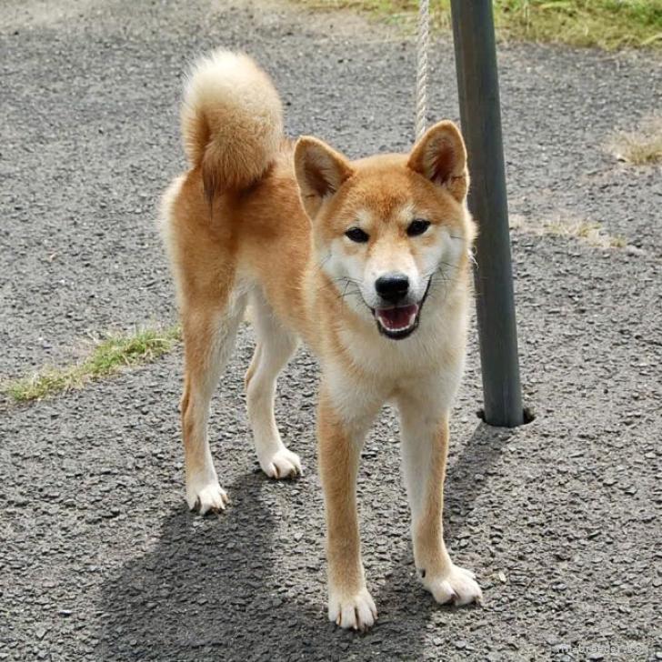 柴犬 香川県 男の子 21年12月6日 赤毛 綺麗な顔立ちのイケメン赤柴 みんなのブリーダー 子犬id 28
